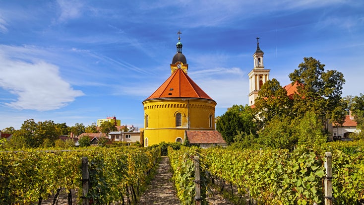 A vineyard at Modra in the southwest of Slovakia | © irakite / www.shutterstock.com