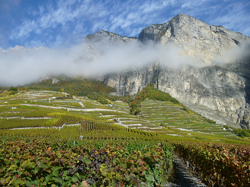世界屋脊上的葡萄酒产区——瑞士