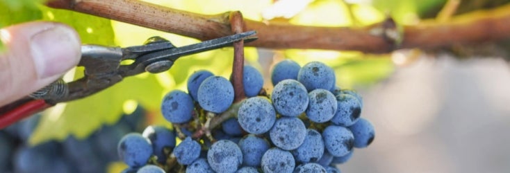 手工采摘的梅洛 - 波尔多最常种植的红葡萄品种 |© 塞勒城堡
