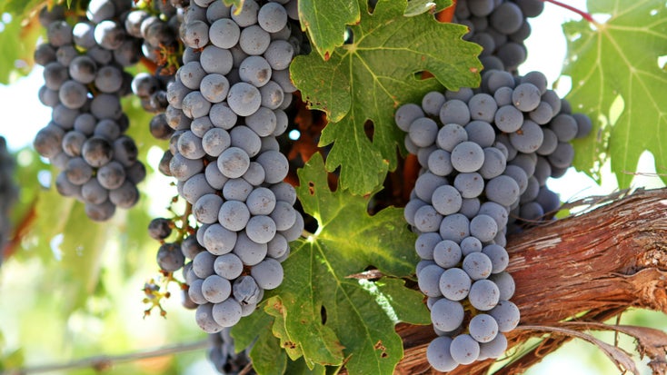 成熟的赤霞珠葡萄在加利福尼亚州亚历山大谷 |©吉布森户外照片 / shutterstock.com