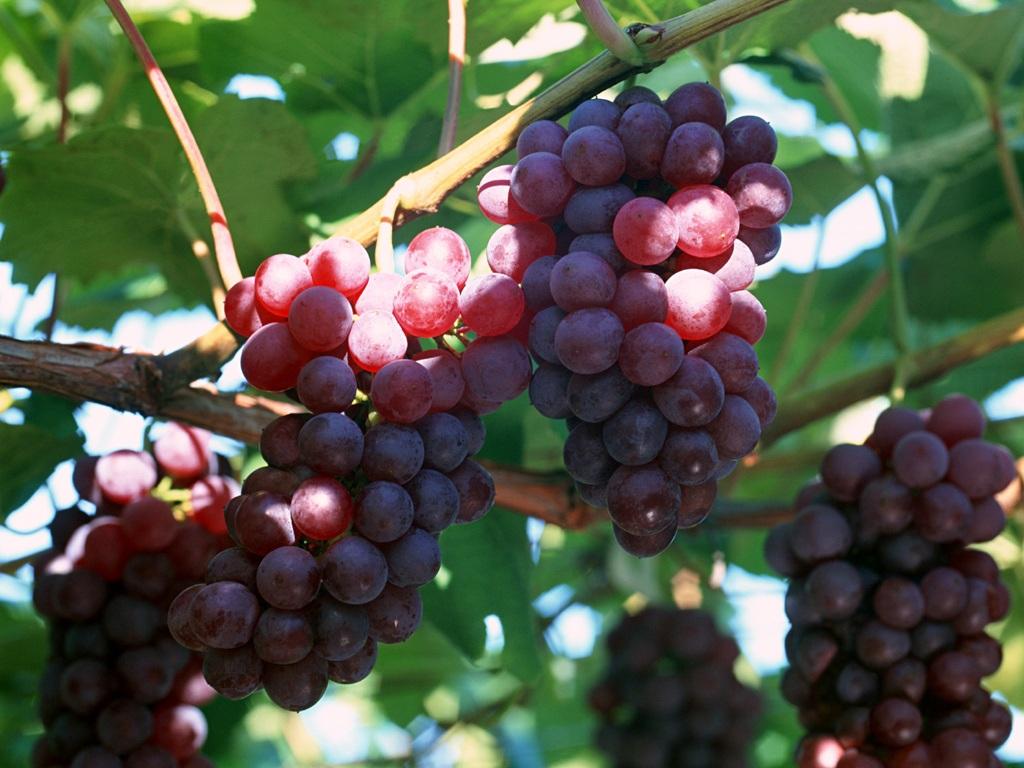 仙粉黛：美国“国宝级”传奇葡萄品种 