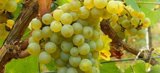 揭秘5种常见的白葡萄品种(2)-酒生活,白葡萄酒,长相思-佳酿网