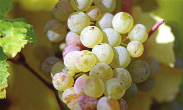 最贵的八种葡萄 你见过白葡萄品种吗 - 鲜淘网