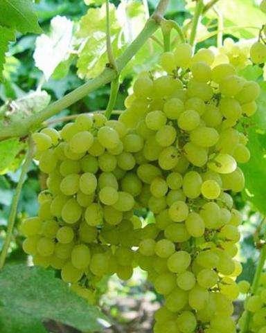【酒知】白葡萄品种——长相思 - 知乎