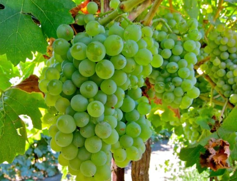 这些法国知名白葡萄品种 你了解多少？(2)-酒生活,法国,白葡萄酒-佳酿网
