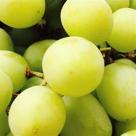 美國加州綠無籽葡萄 - 好食好食｜進口水果的專家 - 好食好食｜進口水果的專家